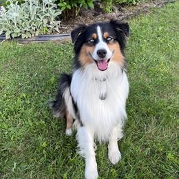 Bear - Australian Shepherd