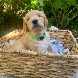 Goldendoodle Puppies from Doodle Devotion
