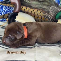 Brown Boy - Chocolate male Labrador Retriever puppy in Plymouth, North Carolina from Duck Creek Kennels