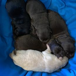 Labrador Retriever Puppies from R Little Retrievers