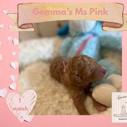 Girl 4 - female Poodle puppy in Ocean Springs, Mississippi from Forever Summer Standard Poodles