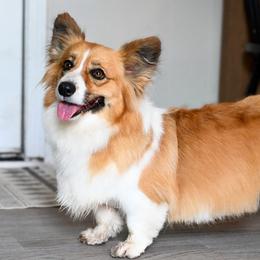 Ruby - Pembroke Welsh Corgi