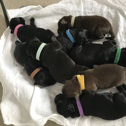 Labrador Retriever Puppies from Jody Parisi's Dunluce Labrador Retrievers