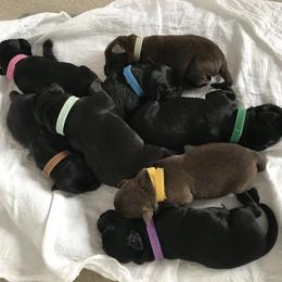 Labrador Retriever Puppies from Jody Parisi's Dunluce Labrador Retrievers