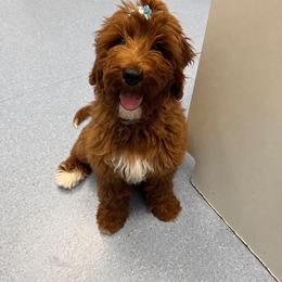 Missy - Australian Labradoodle