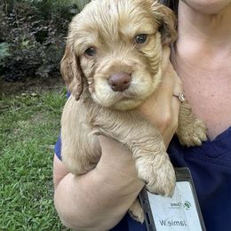 Cocker Spaniel Puppies from Jamie’s Sweet Spaniels