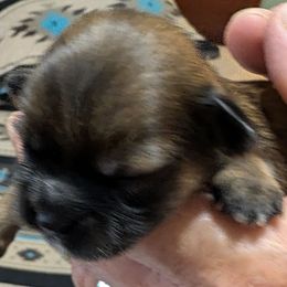 Faith - Brindle female Lhasa Apso puppy in Fort Worth, Texas from Cynthia's Lhasa Apsos