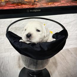 Yellow - Light golden female Golden Retriever puppy in Clovis, California from Puppy Love, Hall's Goldens