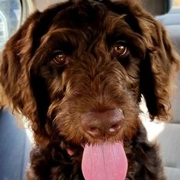 Labradoodle Puppies from Kneesbutte Doodles