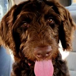 Labradoodle Puppies from Kneesbutte Doodles
