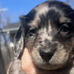Dachshunds from Texoma Doxies