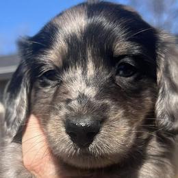 Dachshunds from Texoma Doxies