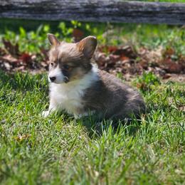 Luna - Blue female Pembroke Welsh Corgi puppy in Orrtanna, Pennsylvania from Mountain Top Shepherd's