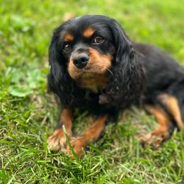 Davos - Cavalier King Charles Spaniel