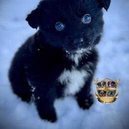 Glenda - Black & white female Australian Shepherd puppy in El Dorado Springs, Missouri from HP Aussie Kennels