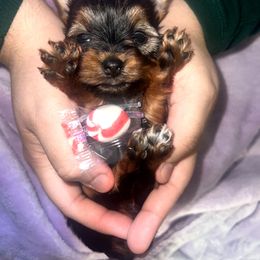 Girl 3 - Black and gold female Yorkshire Terrier puppy in Gilbert, Arizona from Yorkie Your Soulmate Puppy