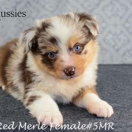 Australian Shepherd and Miniature Australian Shepherd Puppies from 3Laussies