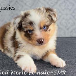 Australian Shepherd and Miniature Australian Shepherd Puppies from 3Laussies