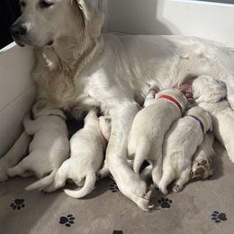 Golden Retriever Puppies from Avalon English Retrievers