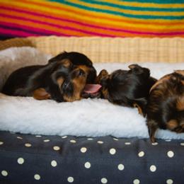 Yorkshire Terrier Puppies from Sharon Gellerman's Yorkshire Terriers