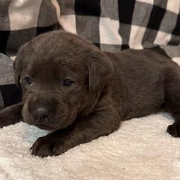 Red- Charcoal - Charcoal male Dilute Retriever puppy in Marion, Illinois from Summer Lovin’ Labradors of Southern Illinois
