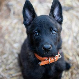 Dutch Shepherd Puppies from Faberge Hollandse Herdershond