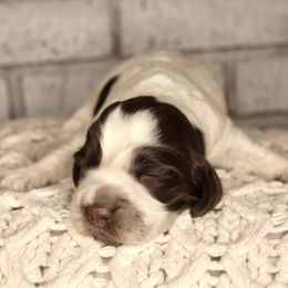 Girl 2 - Liver and white English Springer Spaniel puppy in Swainsboro, Georgia from Sweet Georgia Springers
