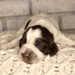 Girl 2 - Liver and white English Springer Spaniel puppy in Swainsboro, Georgia from Sweet Georgia Springers