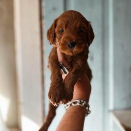 Wool - Red  female Goldendoodle puppy in Shingle Springs, California from Kindred Oak Goldendoodles