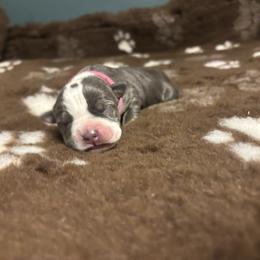 Rhaenys - Blue tri-color female American Bully puppy in Henderson, Kentucky from Medusa’s Bullies