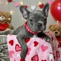 Gina - Brindle female French Bulldog puppy in Omaha, Nebraska from Colorful Dachshunds