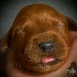 Second pick of the girls - Dark golden female Golden Retriever puppy in Fisher, Illinois from Aslan's Pride of Fidei Family Farms