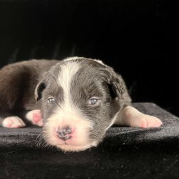 Black Boy 1 - Black and white male Border Collie puppy in Powell Butte, Oregon from Cascades Border Collies