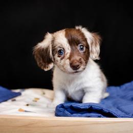 Phantom - Piebald female Dachshund puppy in North Reading, Massachusetts from The Well Tempered Dachshund
