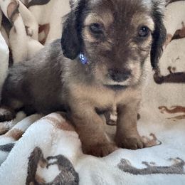 Trick - Cream male Dachshund puppy in Minnesota from Scarletson Dachshunds