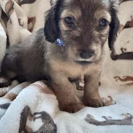 Trick - Cream male Dachshund puppy in Minnesota from Scarletson Dachshunds