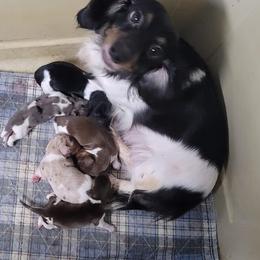 Babe - Dachshund