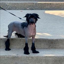 DaoDog Richard The Lion heart - Black male Chinese Crested puppy in Highland Park, Michigan from Family Kennel Dao Dog