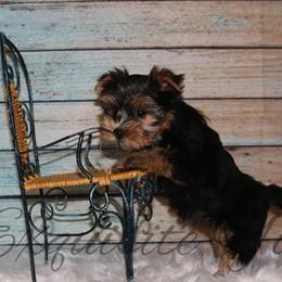Yorkshire Terrier Puppies from Exquisite Yorkies