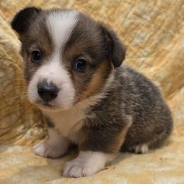 Male - Sable male Pembroke Welsh Corgi puppy in Unicoi, Tennessee from Unaka Mountain Corgis