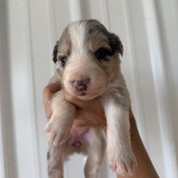 Girl 2 - Blue merle female Australian Shepherd puppy in Bainbridge, Ohio from CK Aussies