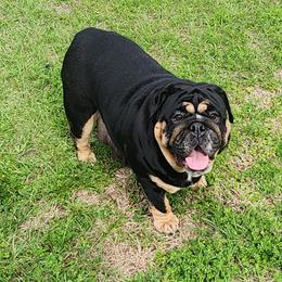 Tasha - Bulldog