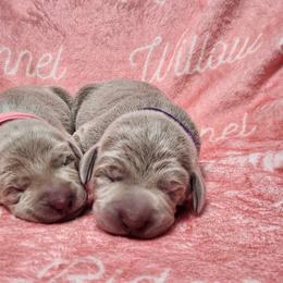 Purple Collar - Silver gray female Weimaraner puppy in Kentucky from Willow Ridge Kennel