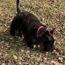 Maggie  - Scottish Terrier