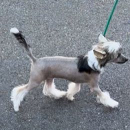 Bentley - Sable Chinese Crested puppy in Venice, Florida from Crowned Chinese Cresteds