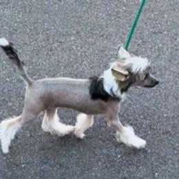 Bentley - Sable Chinese Crested puppy in Venice, Florida from Crowned Chinese Cresteds