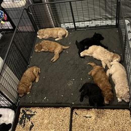 Poodle Puppies from Pawsable Prospects