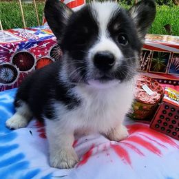 Pembroke Welsh Corgi Puppies from Iron Moss Ranch