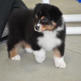 Hull - Black tri-color male Australian Shepherd puppy in Jameson, Missouri from Sky Creek