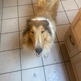 Ladybug - Sable female Collie puppy in Abilene, Texas from Regal Lassie's
